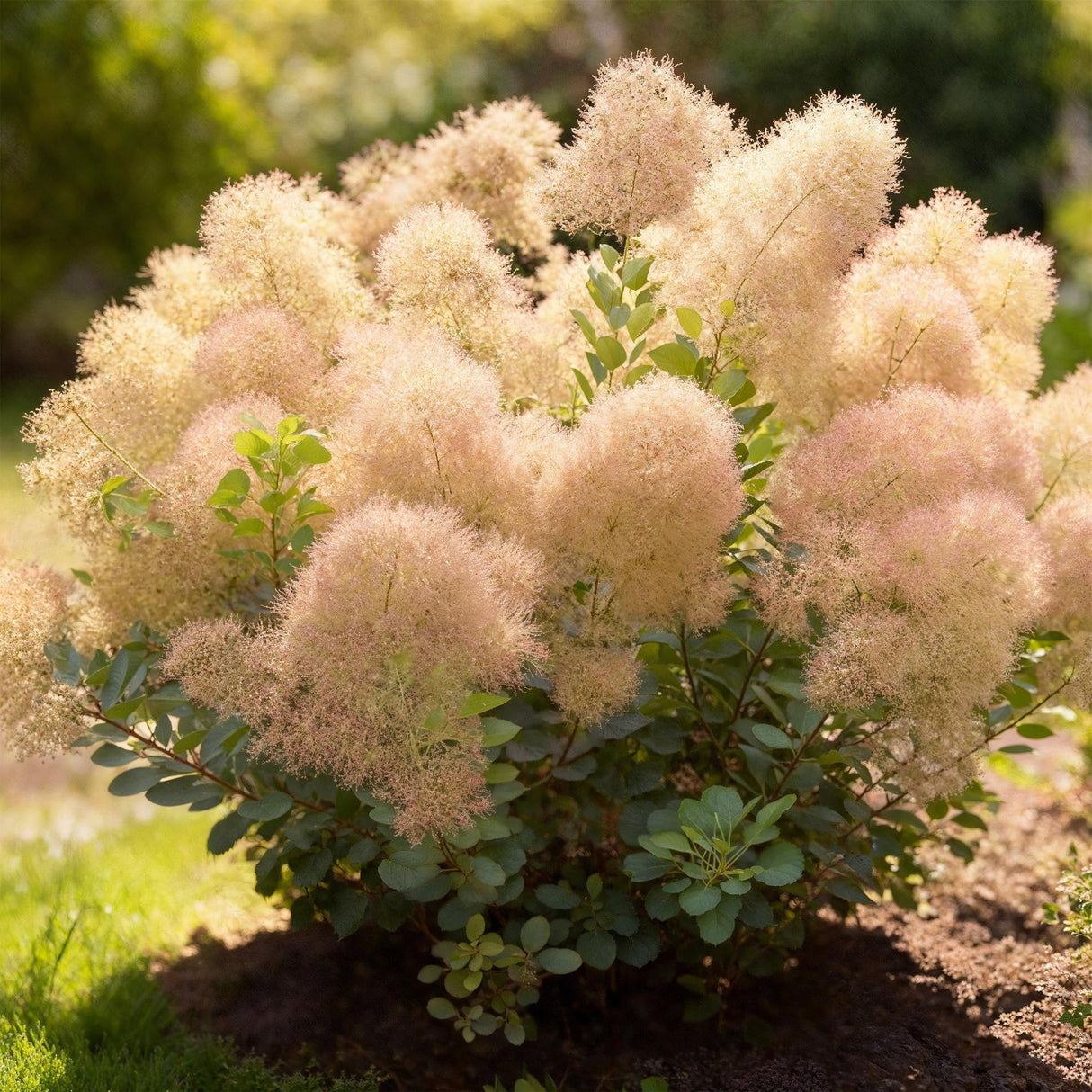 Cotinus coggyria Young Lady – Pot 12 cm – Hauteur 35 cm