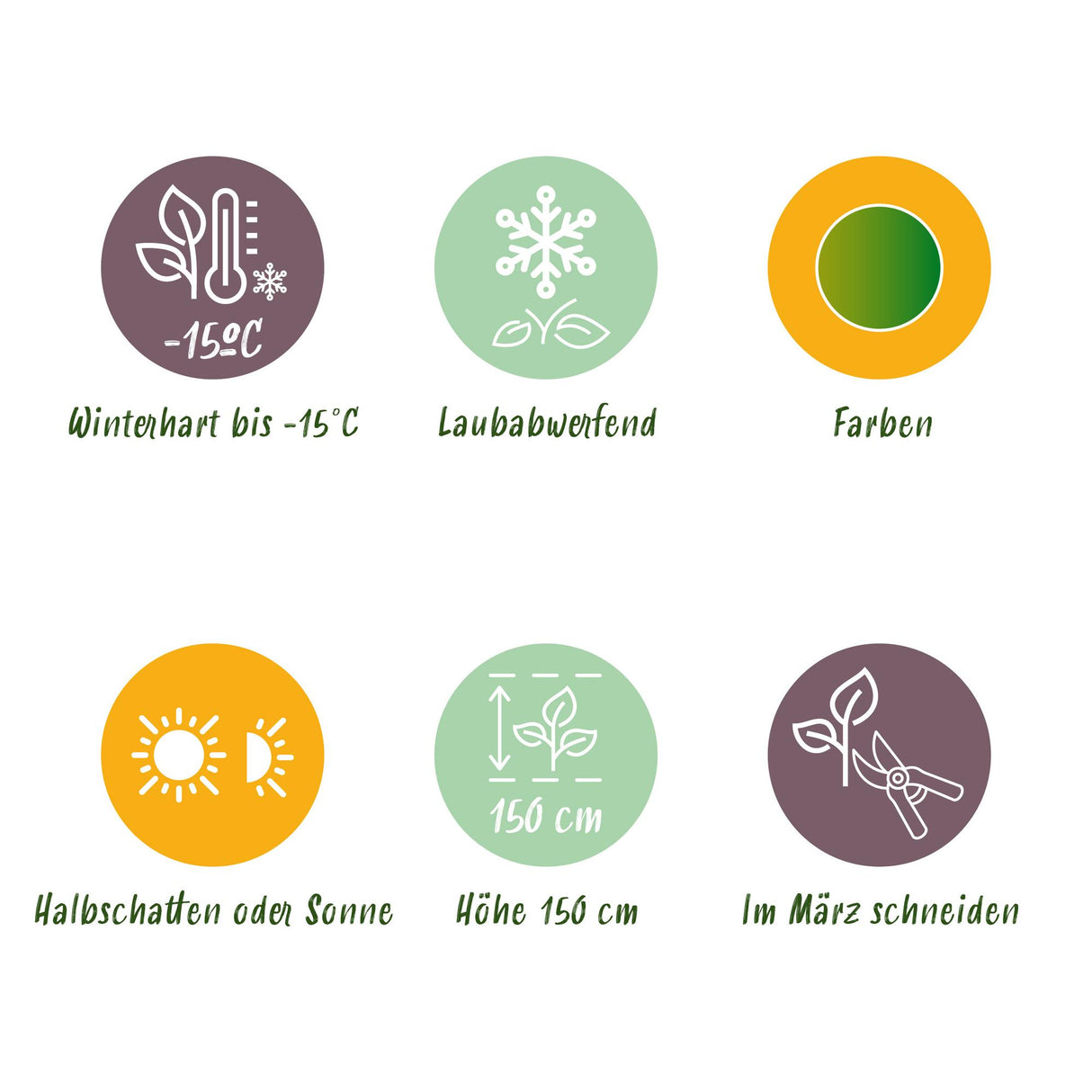 Acer palmatum Emerald Lace – Lot de 3 – Hauteur 35 cm