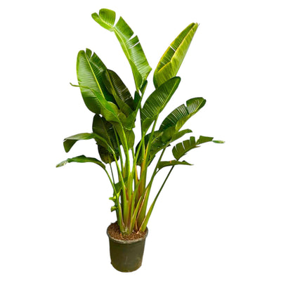 Strelitzia Augusta multi-tronc
