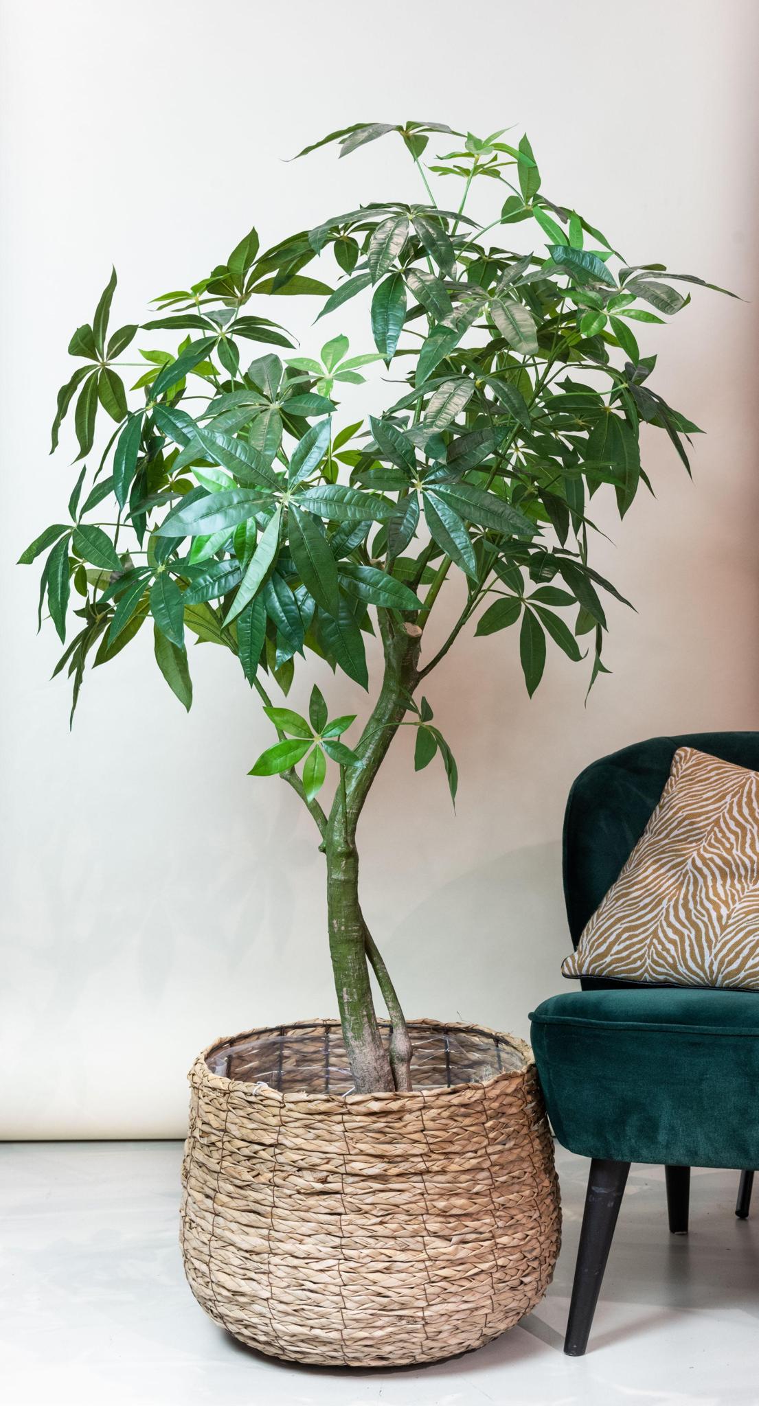 Pachira Aquatica plante artificielle