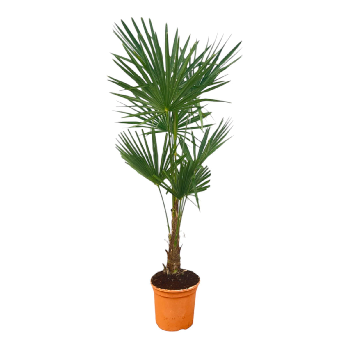 Palmier de Chine - Trachycarpus fortunei - H 160 cm, pot Ø27 cm