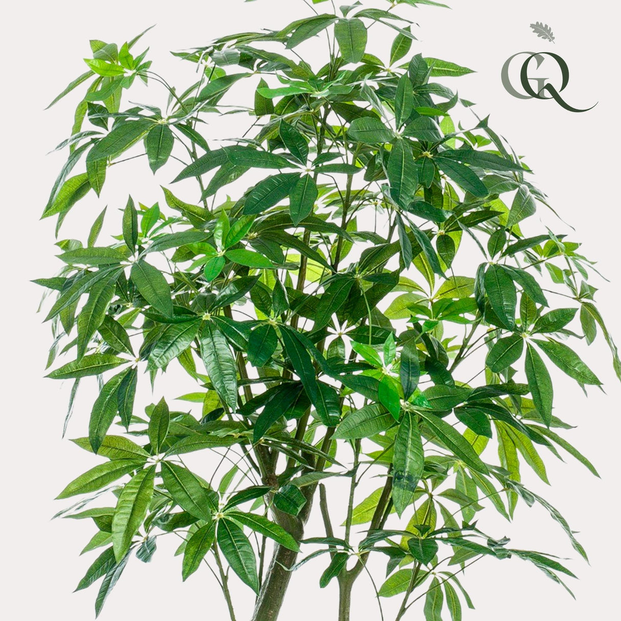 Pachira Aquatica plante artificielle