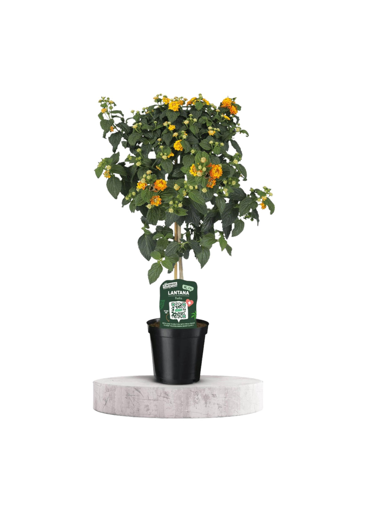 Lantana orange Arbuste