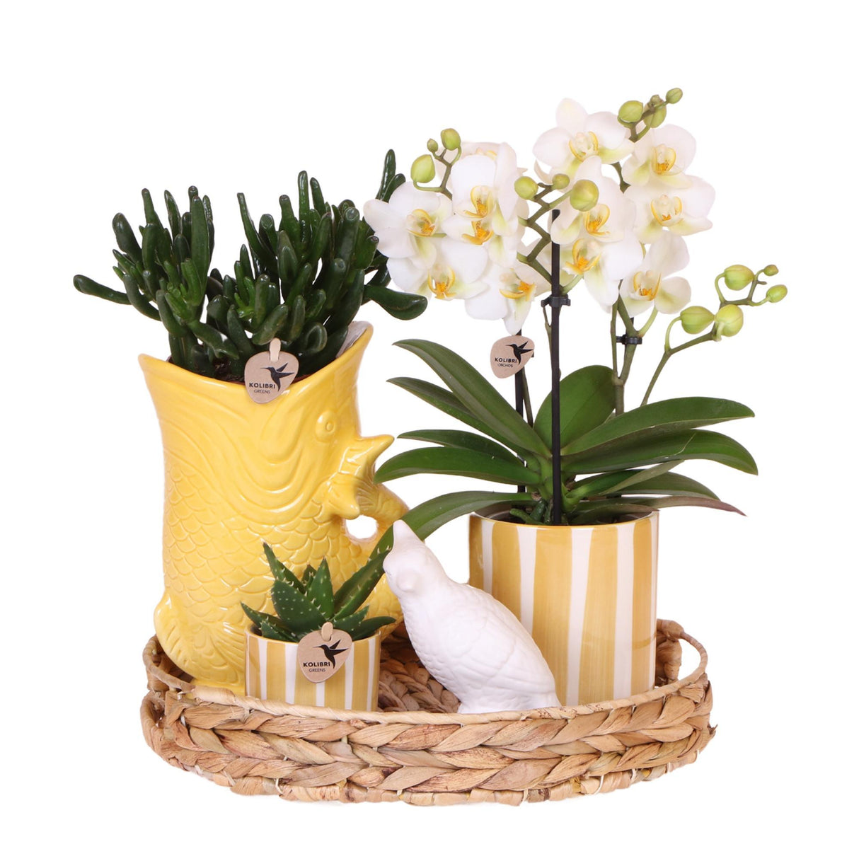 Gift Set Mediterranean Sunset – Orchidée Phalaenopsis Lausanne & Succulentes | Pots céramique inclus