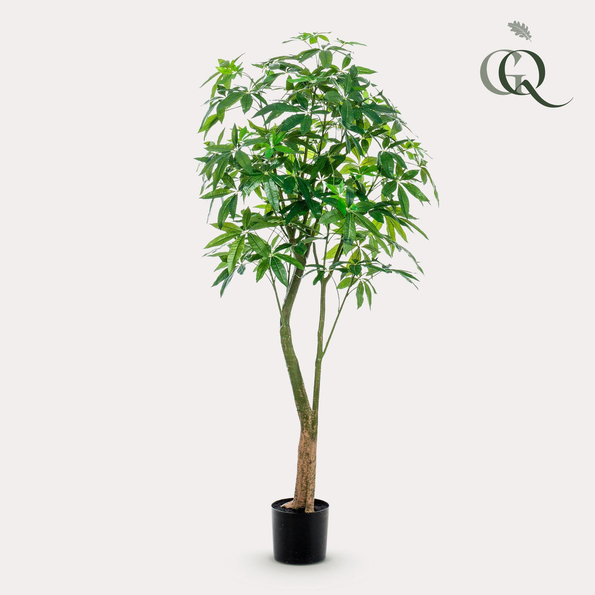Pachira Aquatica plante artificielle