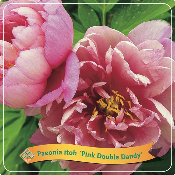 Pivoine 'Pink Double Dandy' rose