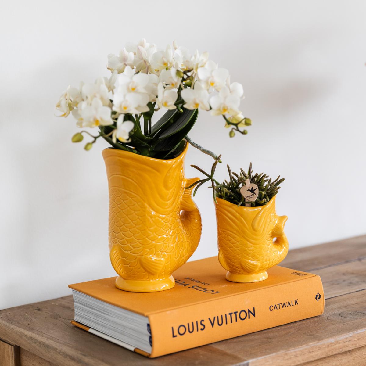 Set Orchidée Nazaré blanche & Succulent | Pots Fish orange – Ø 9 cm & Ø 6 cm