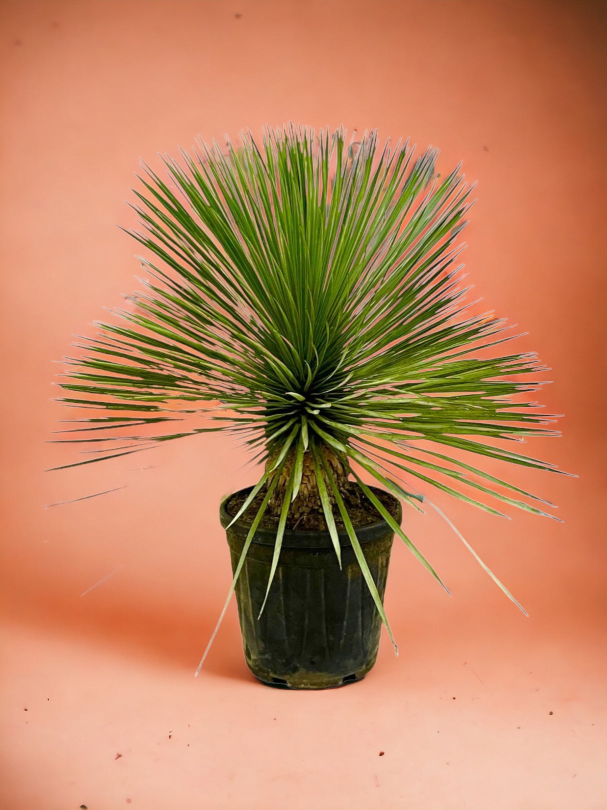 Yucca Rostrata