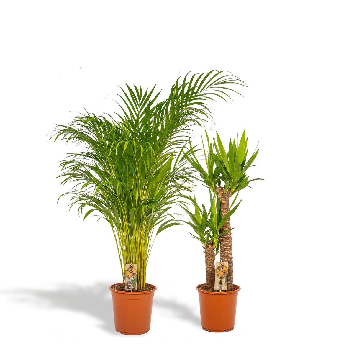 Areca and Yucca: Low Maintenance Houseplants – La Green Touch