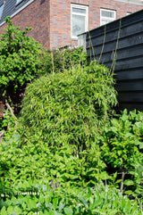 Livraison plante - Bambou Fargesia Rufa - ↨80cm - Ø23 - plante d'extérieur