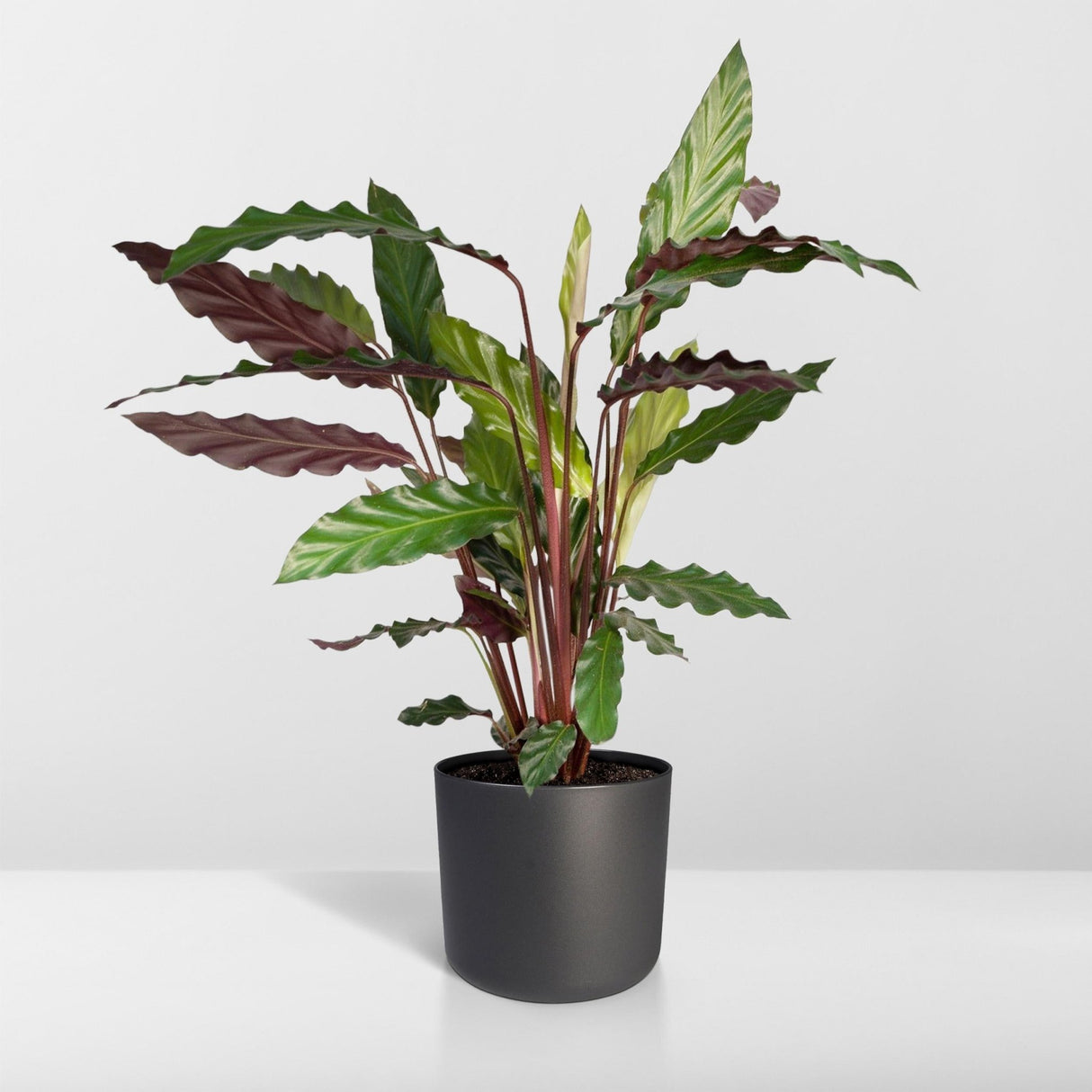 Livraison plante - Calathea rufibarba - h50cm, Ø14 - plante d'intérieur