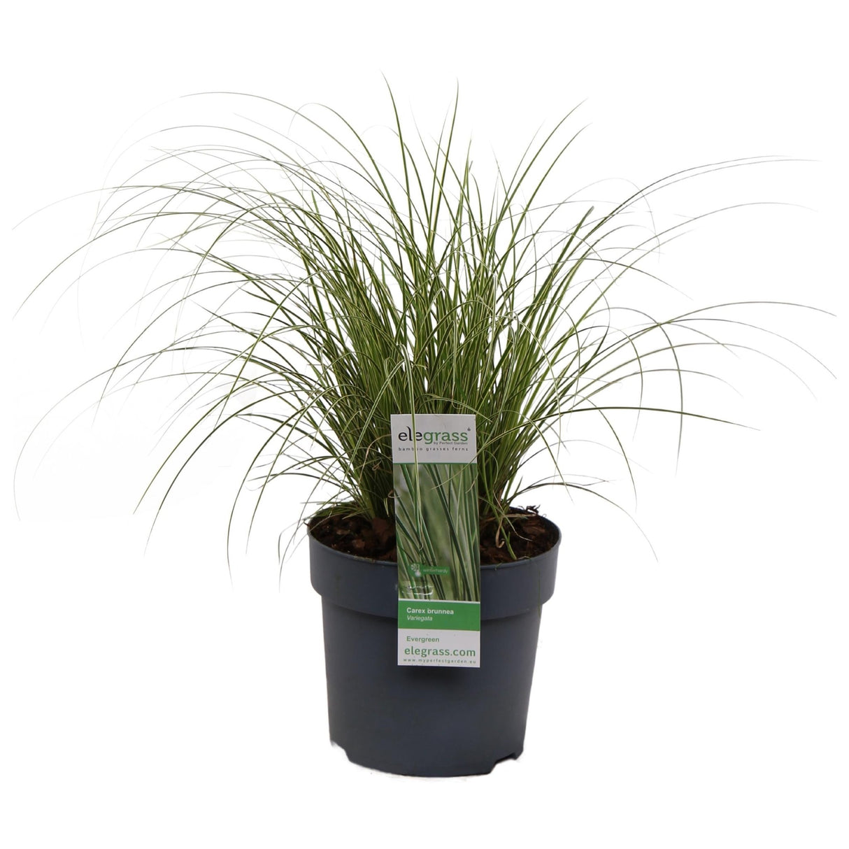 Livraison plante - Carex Bruniena 'Variegata' - ↨30cm - Ø14 - graminées - plante d'extérieur