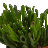 Livraison plante - Crassula, box de 3 plantes - h15cm, Ø10,5cm - plantes d'intérieur