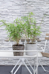 Livraison plante - Fargesia rufa bambou - lot de 12 - ↨40cm - Ø14 - plante d'extérieur
