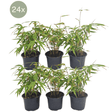 Livraison plante - Fargesia Rufa lot de 24 bambou - Ø13 cm - ↕25 cm - plante d'extérieur