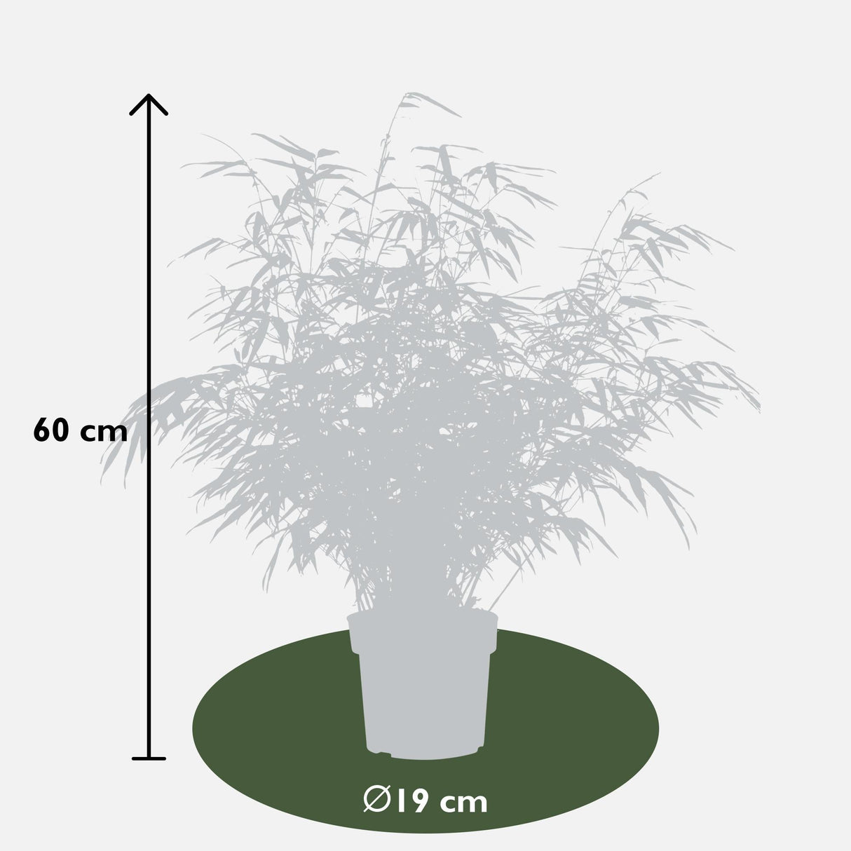 Livraison plante - Fargesia rufa - lot de 6 - ↨60cm - Ø19 - plante d'extérieur