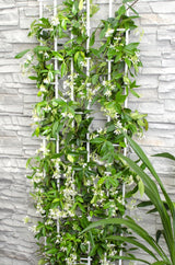 Livraison plante - Jasmin étoilé - lot de 2 - ↨65cm - Ø15 - plante grimpante fleurie