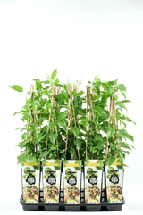 Livraison plante - Kiwi arguta Issai - ↨45cm - Ø13 - arbuste fruitier - plante d'extérieur