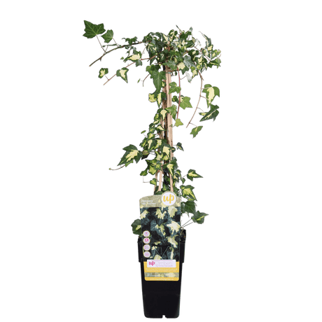 Livraison plante - Lierre Hedera Colchica 'Dentata Variegata' - ↨65cm - Ø15 - plante d'extérieur