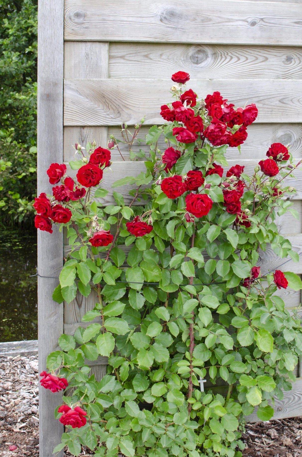 Livraison plante - Rosier rouge - lot de 3 - ↨65cm - Ø15 - plante d'extérieur
