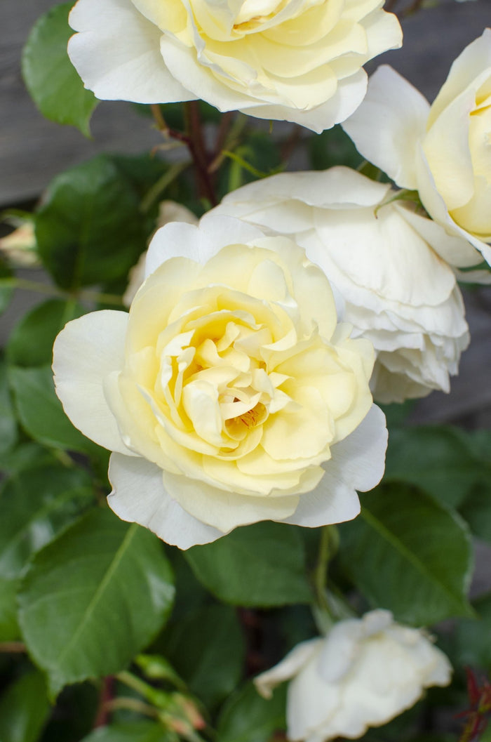 Livraison plante - Rosier vanille blanc - ↨65cm - Ø15 - arbuste fleuri