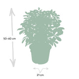 Livraison plante - Schefflera Nora - h50cm, Ø21cm - plante d'intérieur