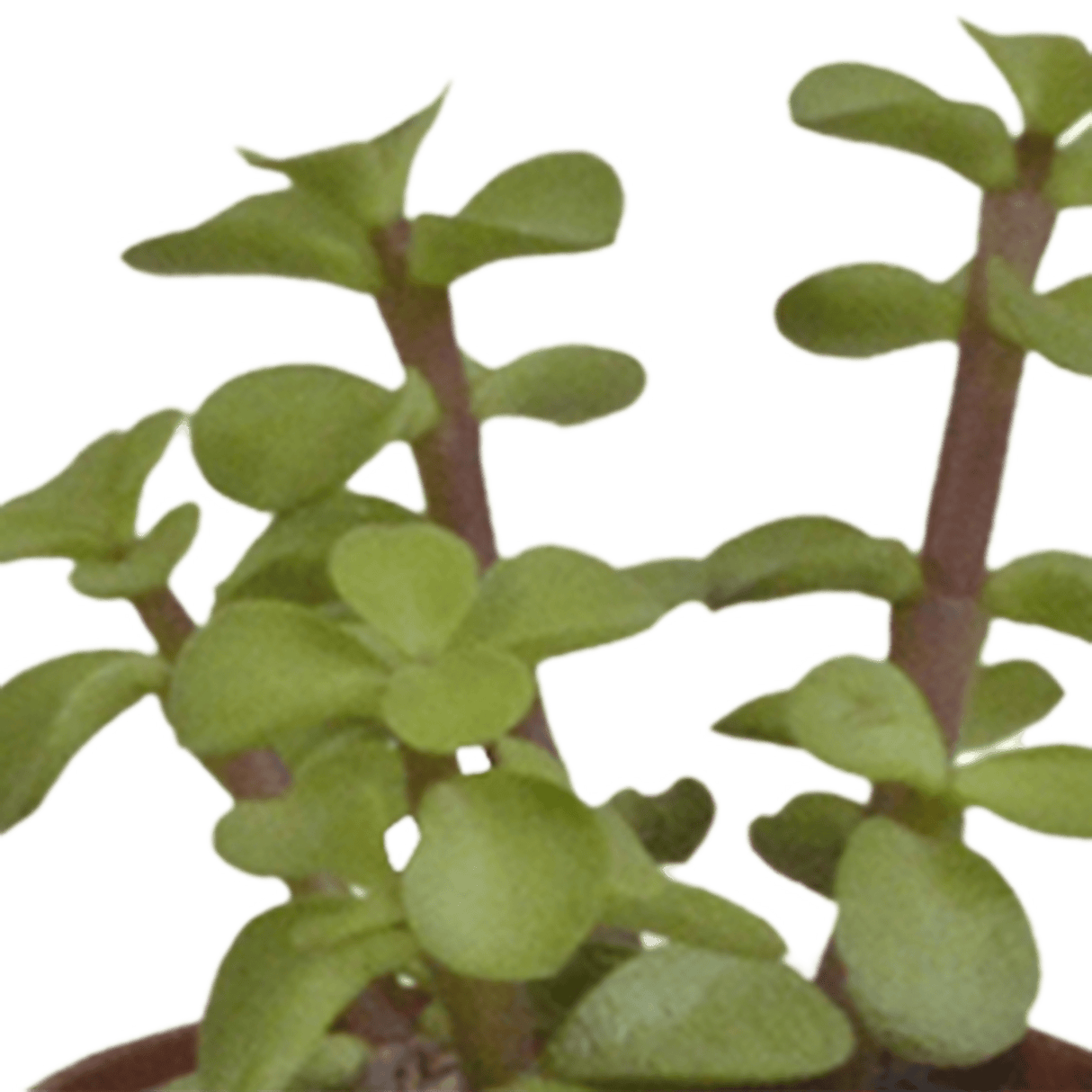 Livraison plante - Succulentes, box de 5 plantes - h13cm, Ø5,5cm - plantes d'intérieur