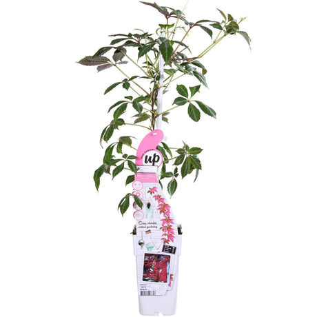 Livraison plante - Vigne vierge - Parthénossus Henryana - ↨65cm - Ø15 - plante d'extérieur grimpante