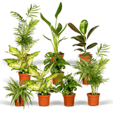 Coffret surprise - Lot de 8 plantes