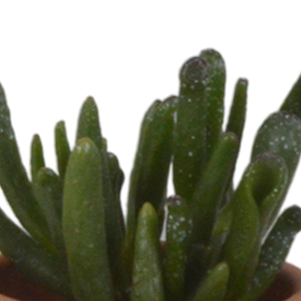 Coffret succulente et ses pots terracotta - Lot de 5 plantes, h13cm