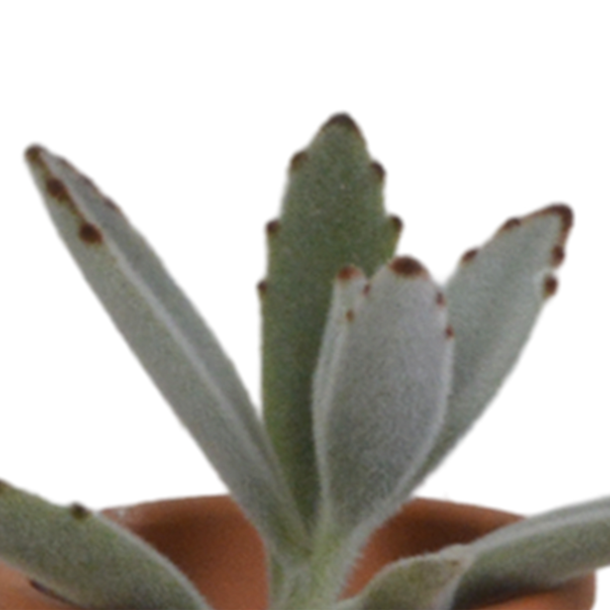 Coffret succulente et ses pots terracotta - Lot de 5 plantes, h13cm