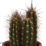 Coffret cadeau cactus - Lot de 5 plantes, h13cm