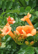 Campsis 'Indian Summer'