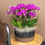 Lila Orchidee und ihr Blumentopf – H35cm, Ø9cm