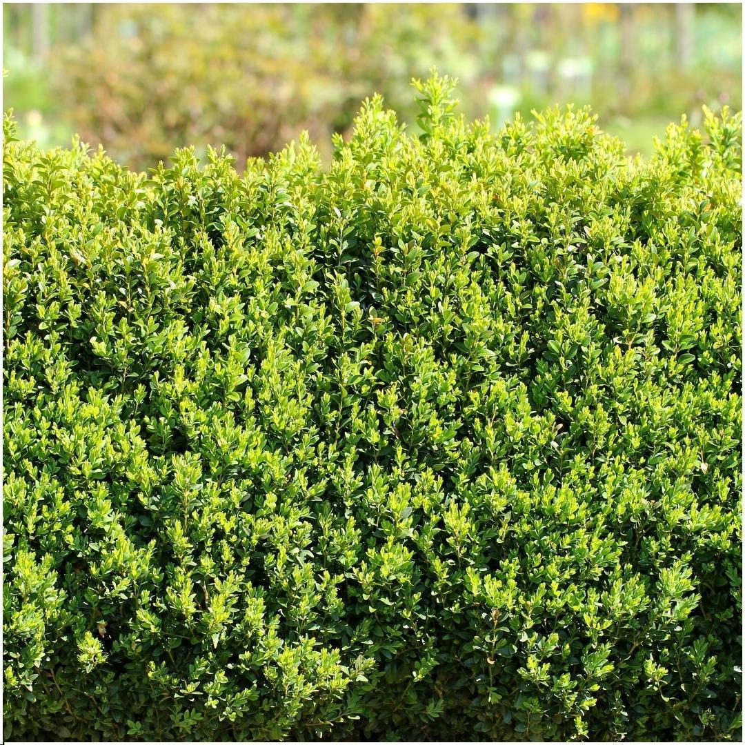 Hedge Buxus Sempervirens