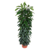 Ficus Cyatistipula - 150 cm - ø29