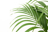 Kentia palmier