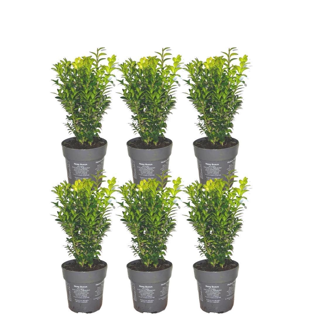 Hedge Buxus Sempervirens