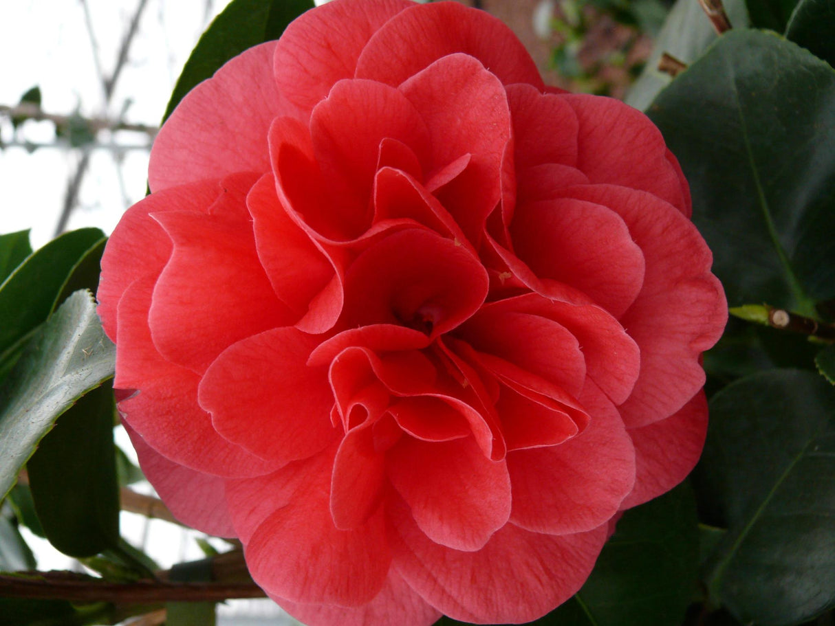 Camellia japonica. 'Lady Campbell' - ↨55cm - Ø26cm