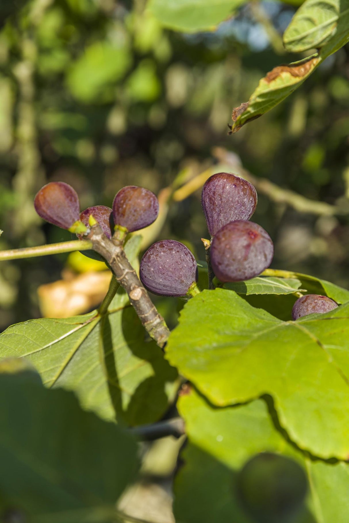 Ficus Carica 'Rouge De Bordeaux' +etiqueta luminosa - Ø17cm - ↕75cm