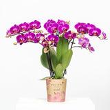 Lila Orchidee und ihr Blumentopf – H35cm, Ø9cm