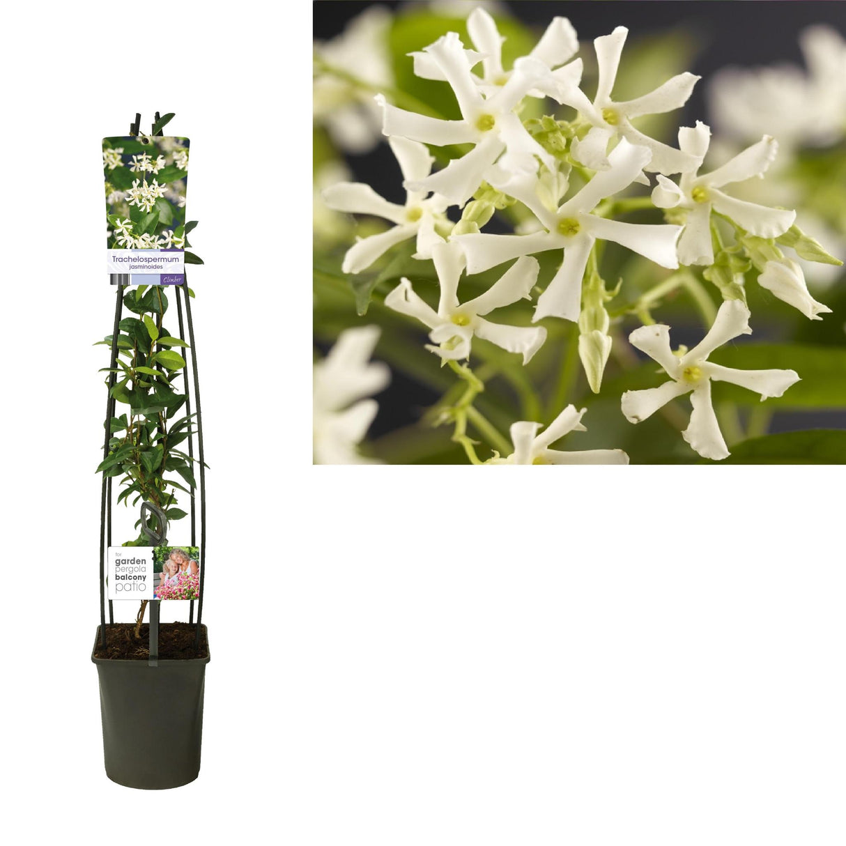 Trachelospermum Jasminoides h115cm