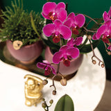 Orchidée Phalaenopsis mauve - Lot de 2