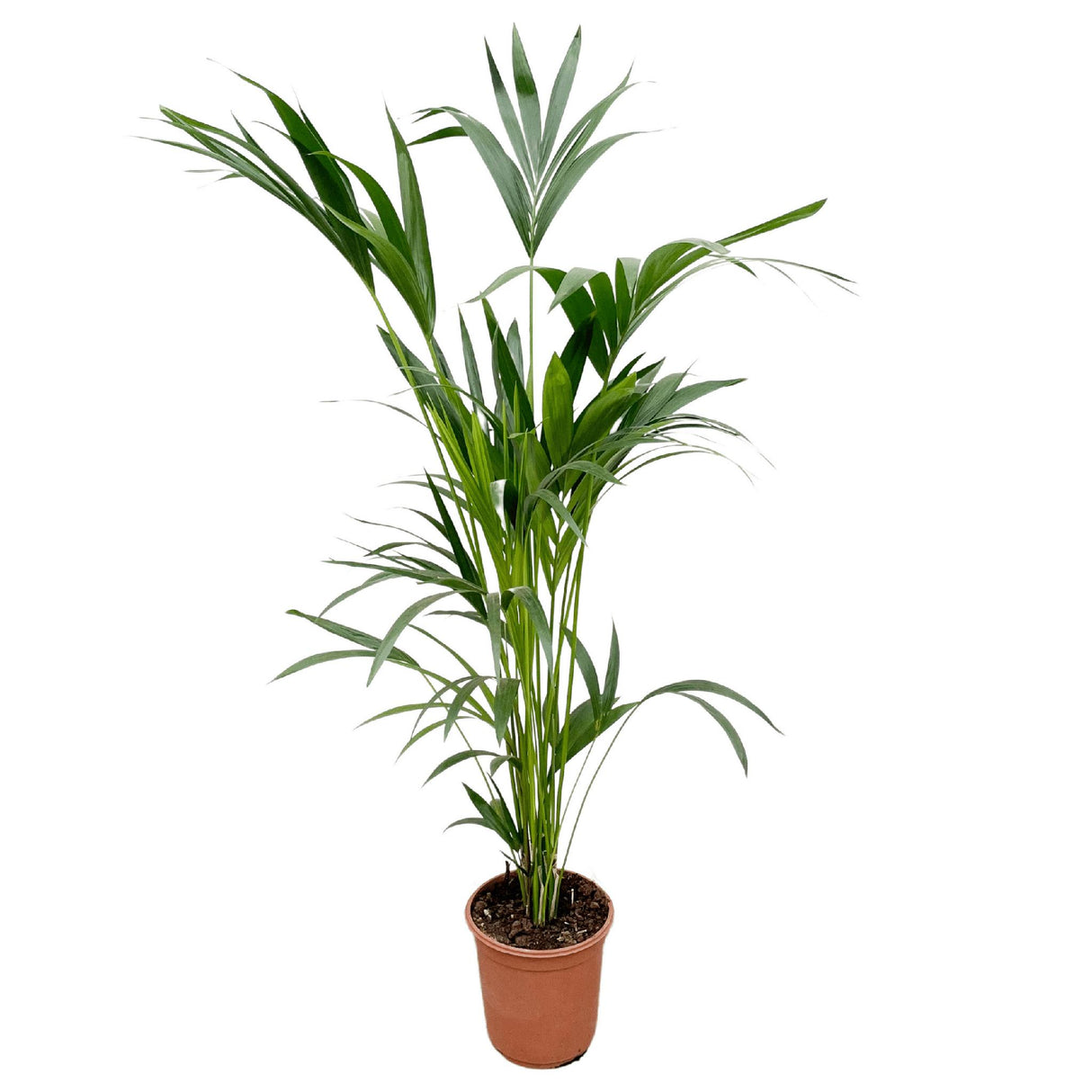 Kentia palmier