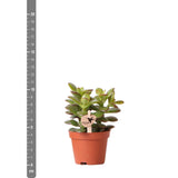 Crassula Minor h11cm - succulente