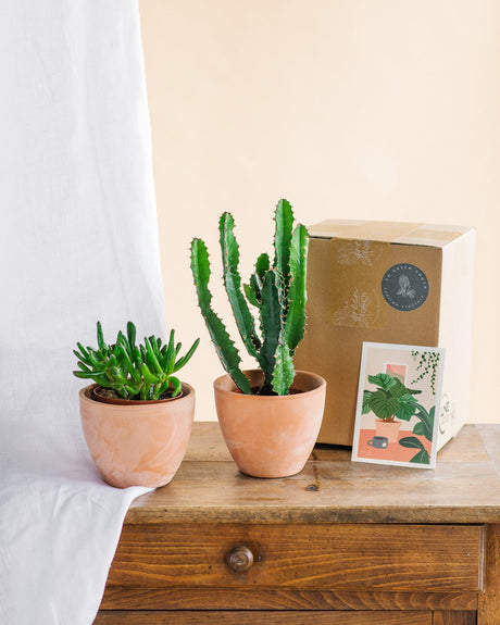 5 bonnes raisons d'acheter un cactus ou une succulente - La Green Touch
