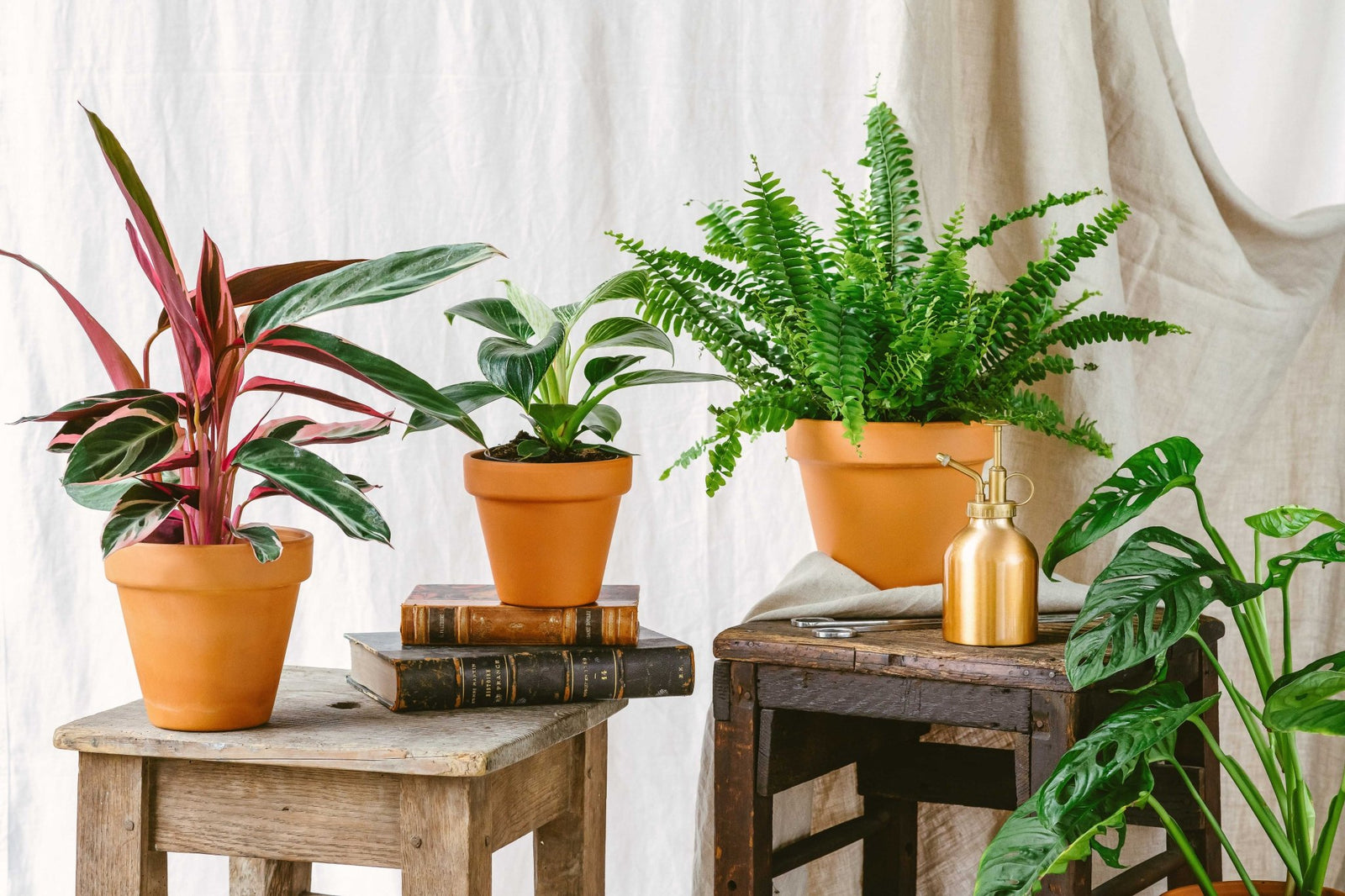 5 conseils pour prendre soin de vos plantes d'intérieur au printemps. - La Green Touch