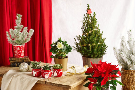 5 raisons de choisir un mini sapin de Noël, même si l'on ne célèbre pas cette fête - La Green Touch