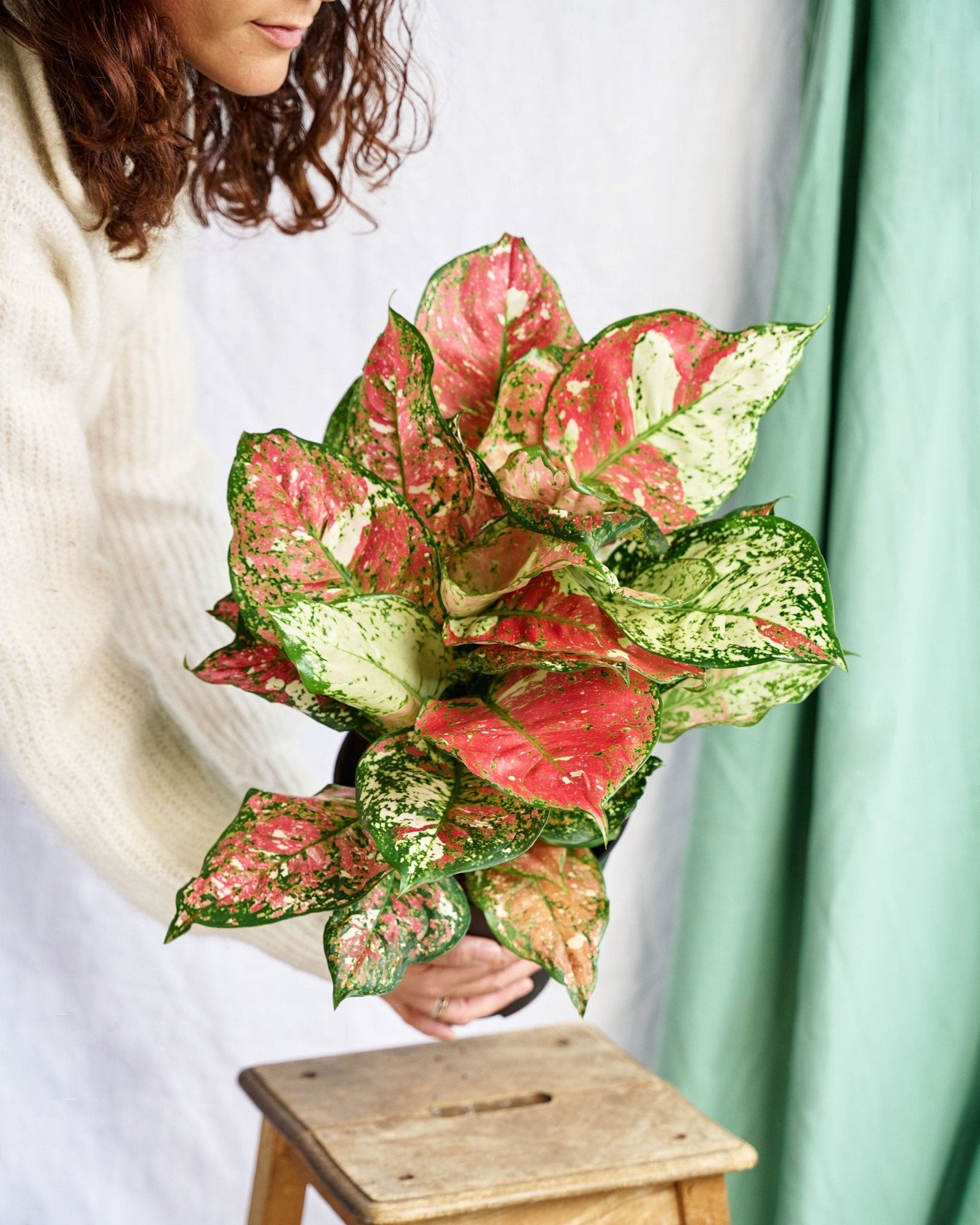 Entretien - Aglaonema Red Joy: Guide pratique