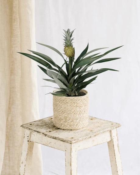 Guide d'Entretien pour votre Bromelia ananas : Conseils pour une Plante en Pleine Santé